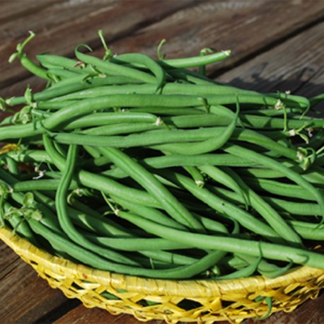 Haricots verts PROMO