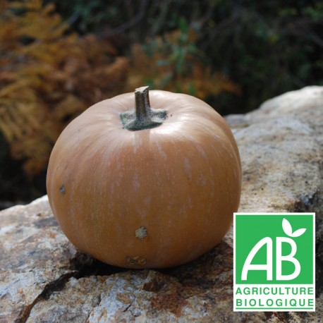 Courge CARAT - Mini muscade 1kg