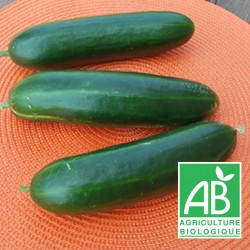 Concombre bio 500g