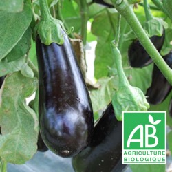 Aubergine PROMO 1.5kgs