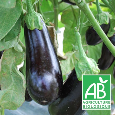 Aubergine PROMO 2kgs