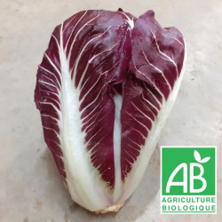 Chicorée rouge de Trévise