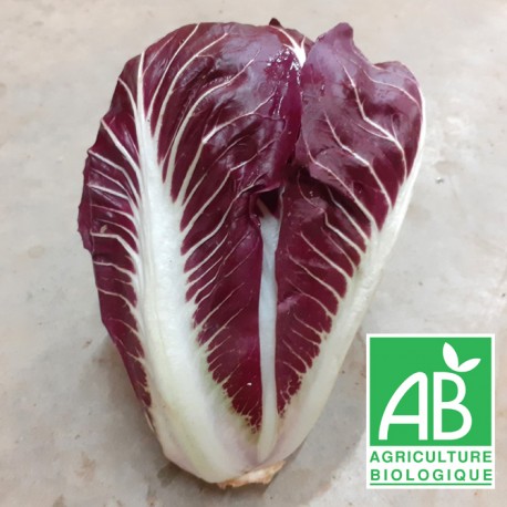 Chicorée rouge de Trévise