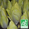 Endives 1,5kg PROMO