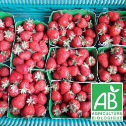 Fraises promo 5kgs