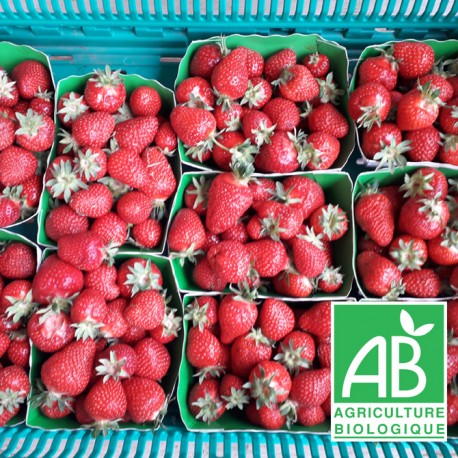 Fraises promo 5kgs