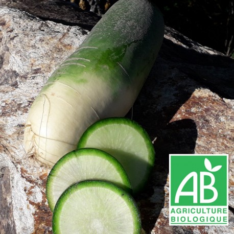 Radis vert  1kg PROMO