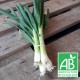 Oignon blanc bio