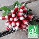 Radis rose bio