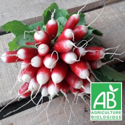 Radis rose demi-long