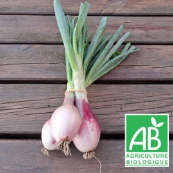 Echalote frais en botte