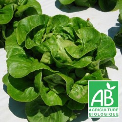 Salade Laitue Sucrine