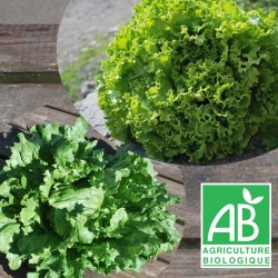 Salade Duo (1 Batavia Blonde  + 1 Iceberg)