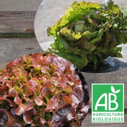 Salade Duo (1 FDC rouge + 1 Bat Brune)