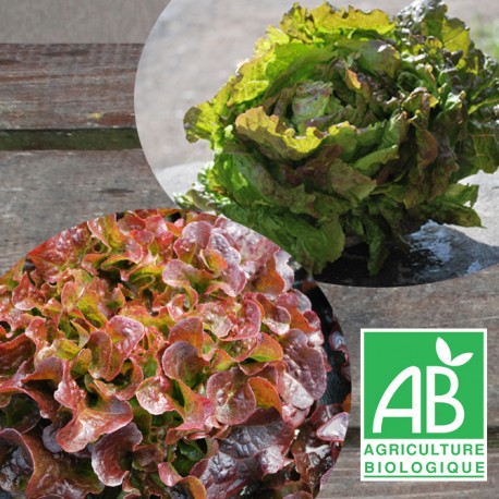 Salade Duo (1 FDC rouge + 1 Bat Brune)