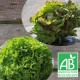 Salade Duo (1 BAT Blonde + 1 BAT Brune)