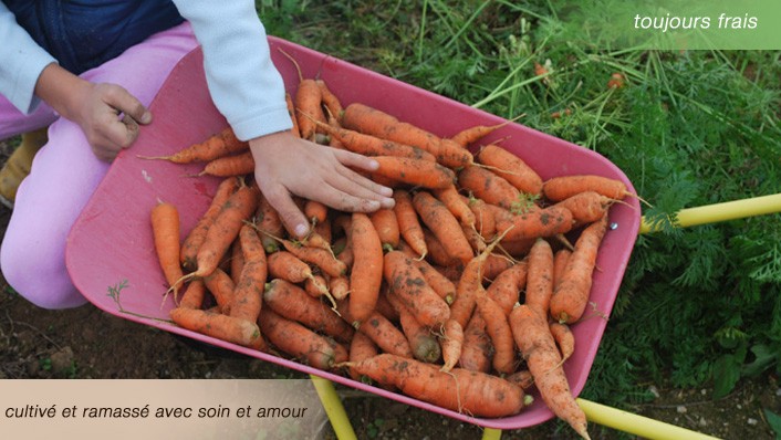 Légumes bio frais cultivés avec l'amour